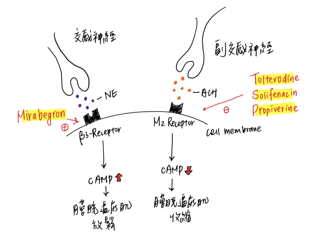 Mirabegron治療膀胱過動症介紹