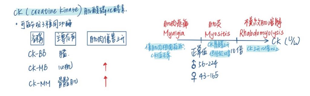 服藥後肌肉痠痛嗎？檢查是否正在服用Statin類藥物！