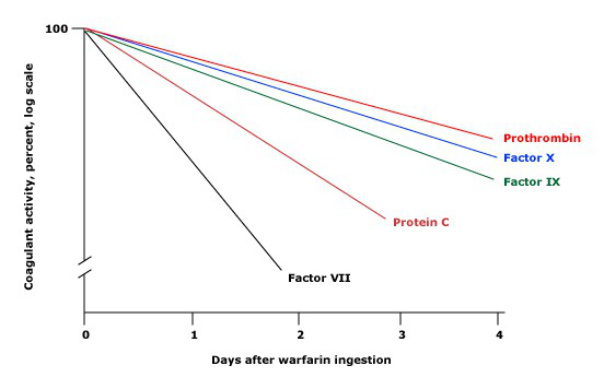 half-lives vary among the vitamin K-dependent coagulation factors and natural anticoagulants.
(factor VII 8 hr; protein C 14 hr)