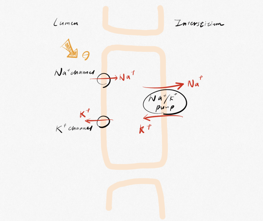 baktar hyperkalemia