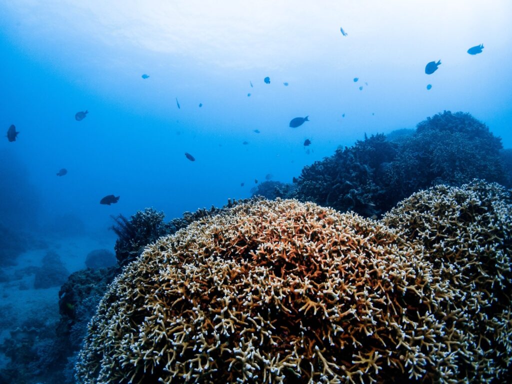 火珊瑚照片