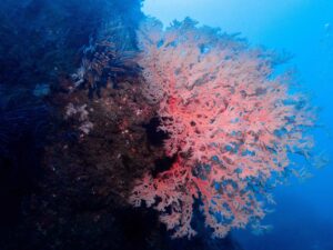 柳珊瑚