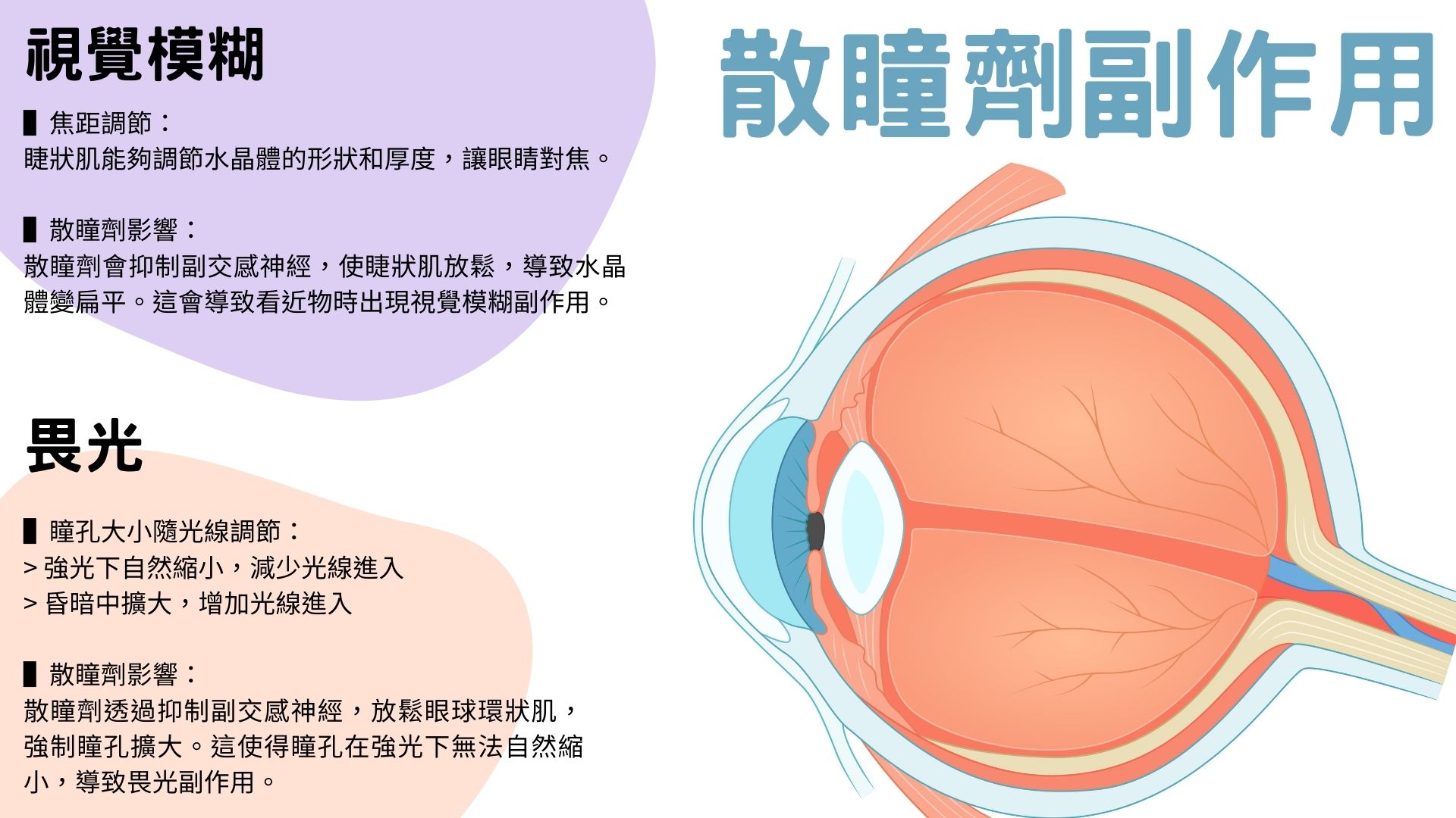 散瞳劑全攻略！為什麼能控制近視？短效、長效怎麼區分？濃度該如何選擇？點到幾歲才能停用？ | 少年維特藥學部落格