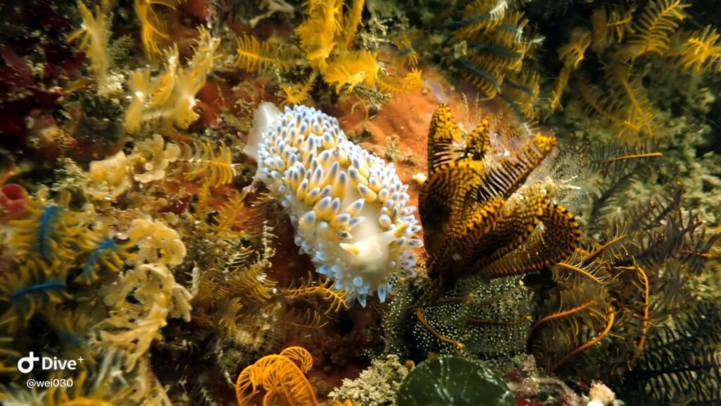 Blue Gas Flame Nudibranchs