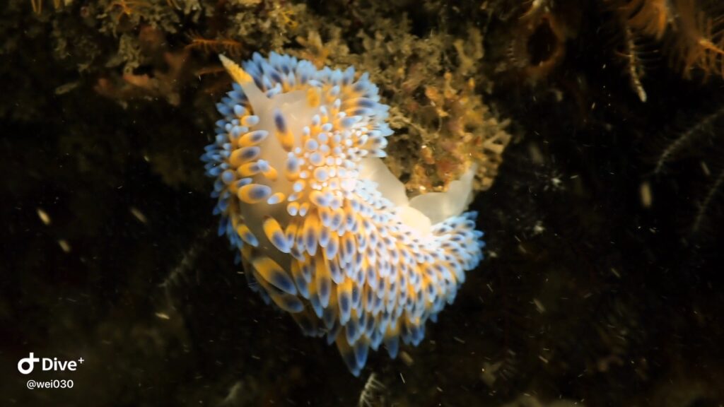 Blue Gas Flame Nudibranchs