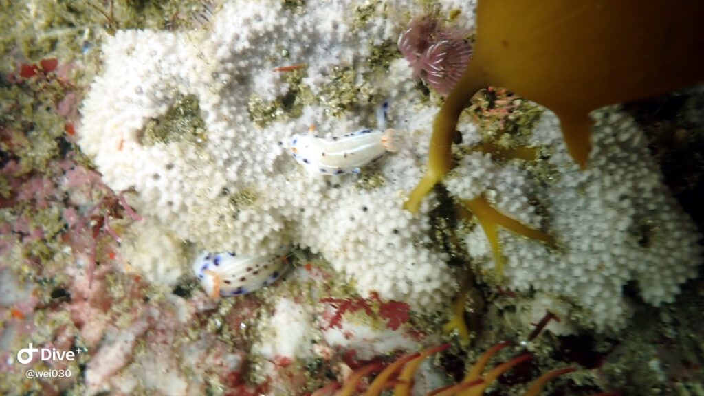 Cape Dorid Nudibranchs