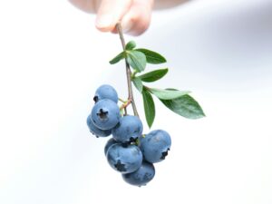 blueberry-eye-supplement